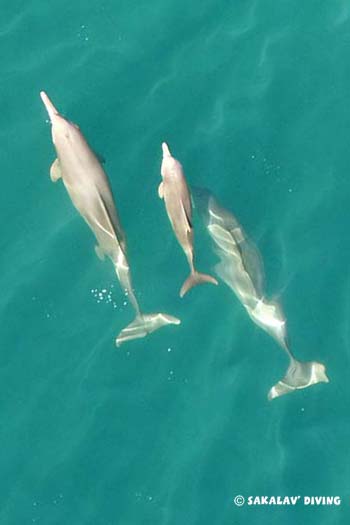 dauphins à nosy be